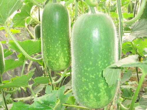 吃瓜娱乐配音制作方法,打造你的专属趣味声音