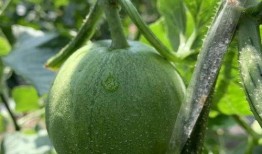 娱乐吃瓜的瓜哪里来的,探寻网络热点的背后故事