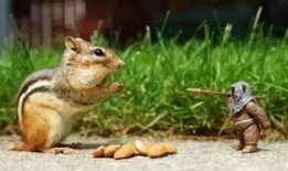 娱乐吃瓜小松鼠小说下载,揭秘小说世界中的趣味下载之旅