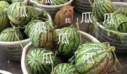 可云娱乐吃瓜,揭秘娱乐圈的“吃瓜”盛宴