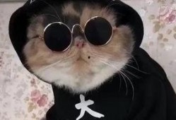 吃瓜娱乐的喵哥是谁啊,网络红人的魅力与影响力